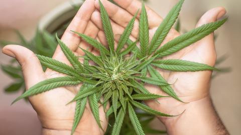 guía básica sobre los productos derivados de la marihuana y su uso médico