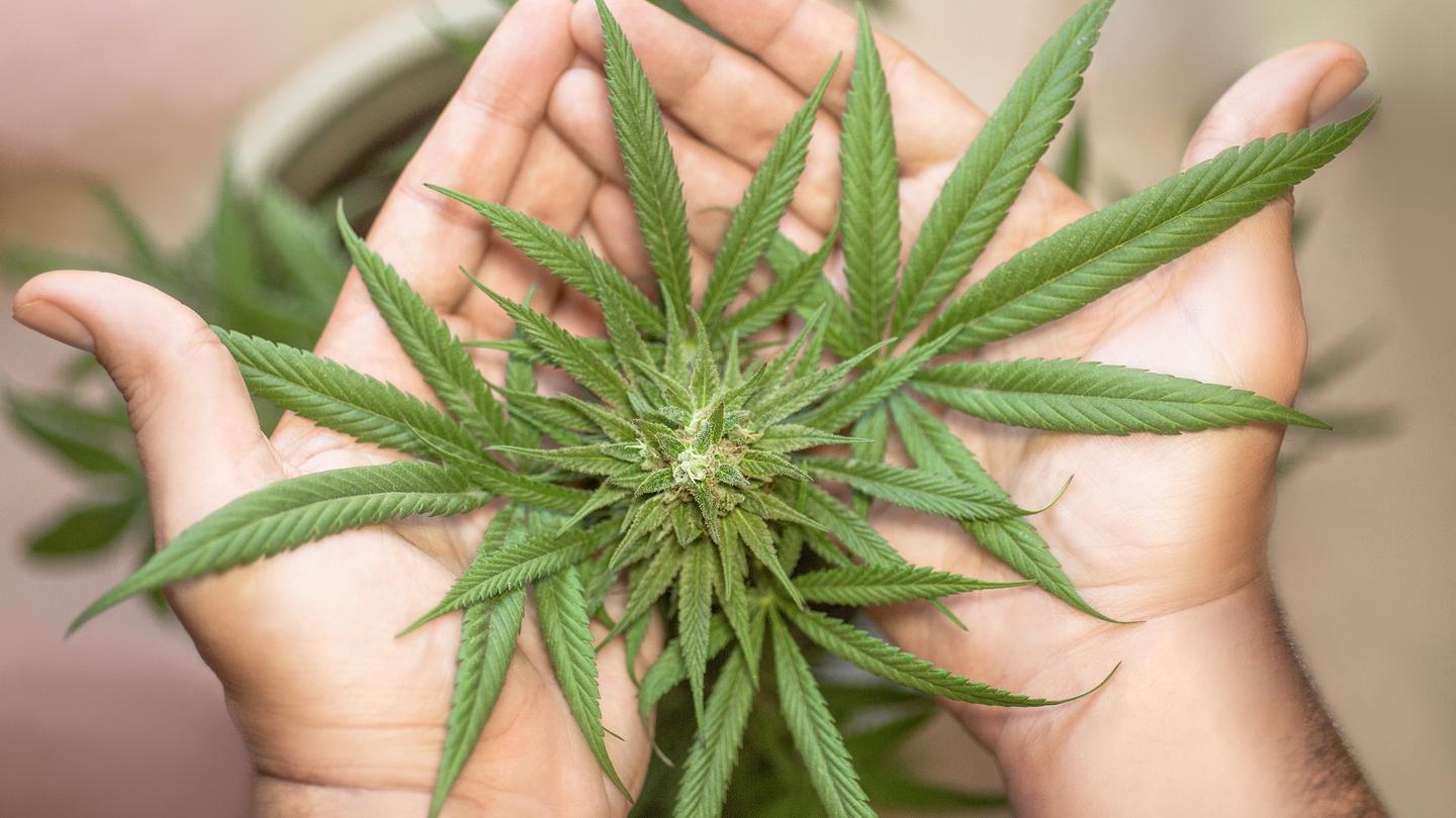 guia basica sobre marihuana canamo y uso medico cbd