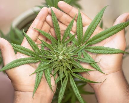 guía básica sobre los productos derivados de la marihuana y su uso médico