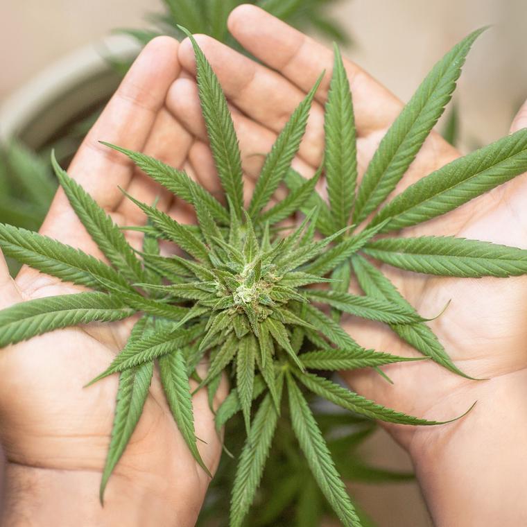 guia basica sobre marihuana canamo y uso medico cbd