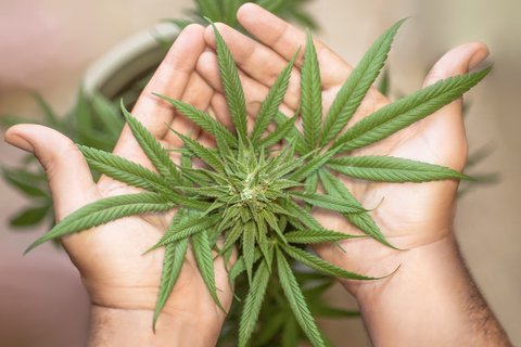 guia basica sobre marihuana canamo y uso medico cbd