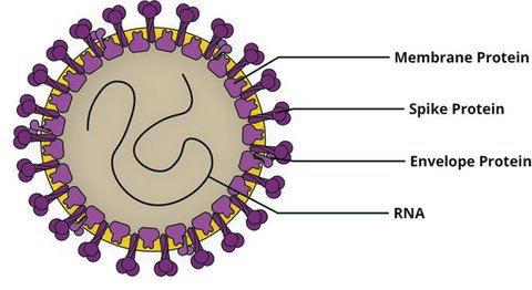 estructura coronavirus