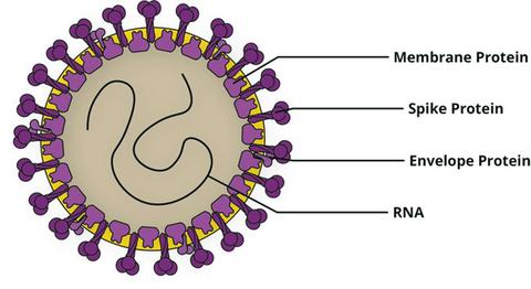 estructura coronavirus