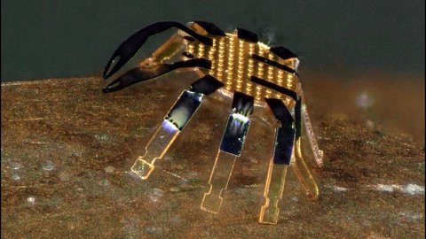investigadores desarrollan robot camina mas pequeno mundo