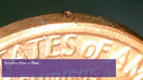 investigadores desarrollan robot camina mas pequeno mundo