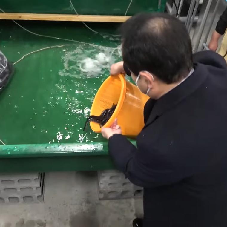 un centro datos japones utiliza calor residual criar anguilas