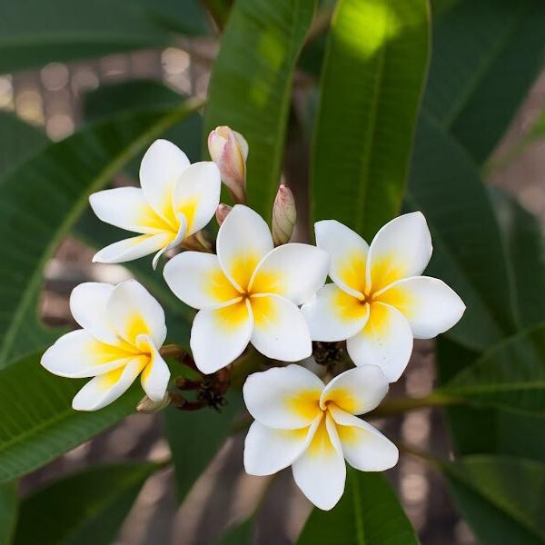 flor de mayo