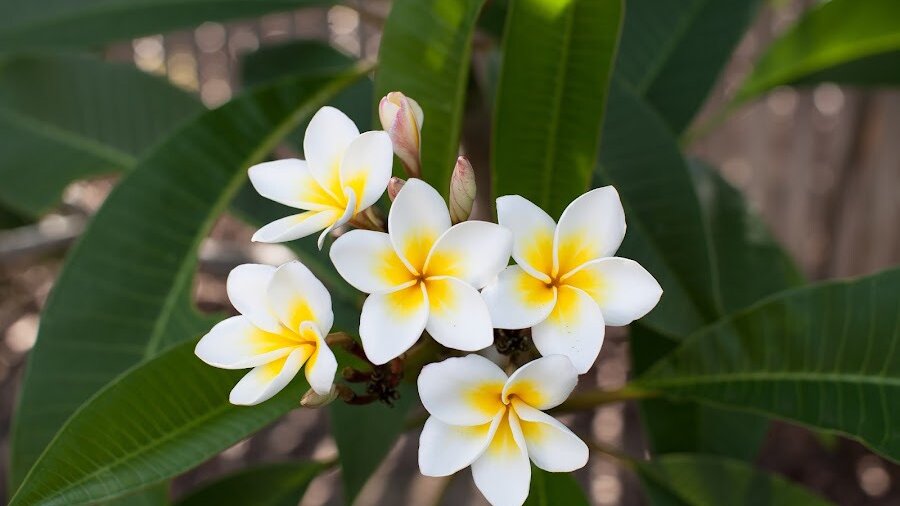 flor de mayo